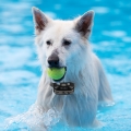 GPS WIRELESS DOG FENCE D010 FOR MEDIUM AND LARGE DOGS GPS WIRELESS DOG FENCE D020 FOR MOST OF DOGS GPS WIRELESS DOG FENCE